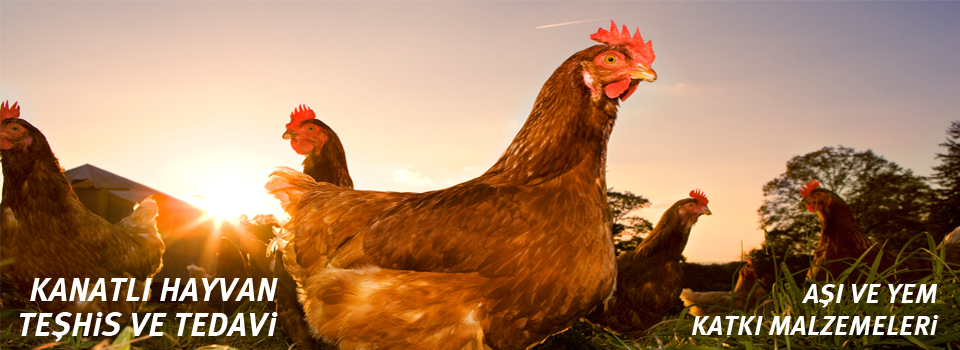 Avifarm
